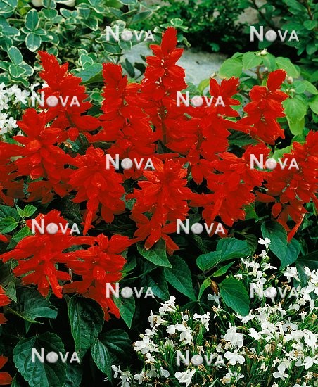 92 85 02 Salvia Scarlet Pygmy