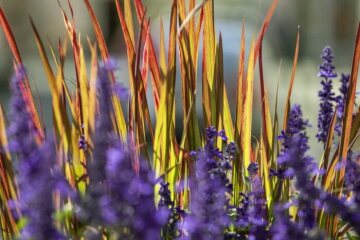 atmosphere, impression, Japanese blood grass, Salvia farinacea