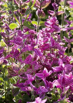 Legutko, Salvia viridis