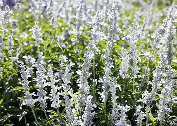 Legutko, Salvia farinacea